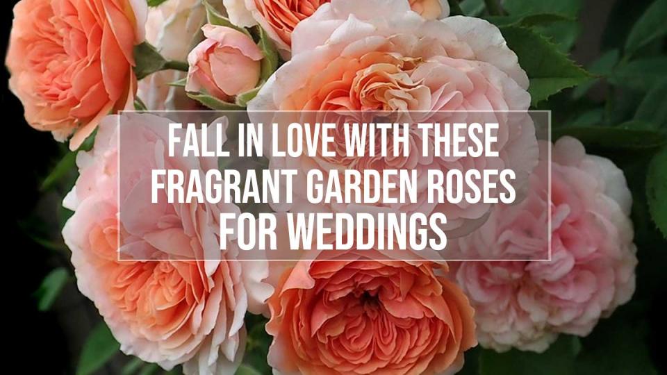 fragrant garden roses for weddings