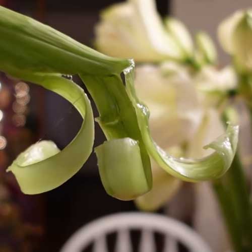 amaryllis stem curling back