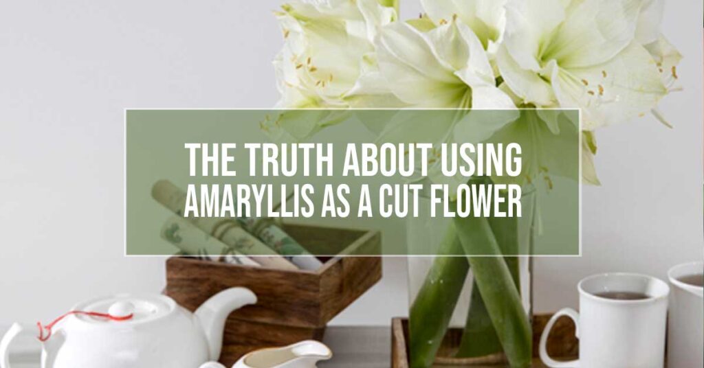 using amaryllis as a cut flower