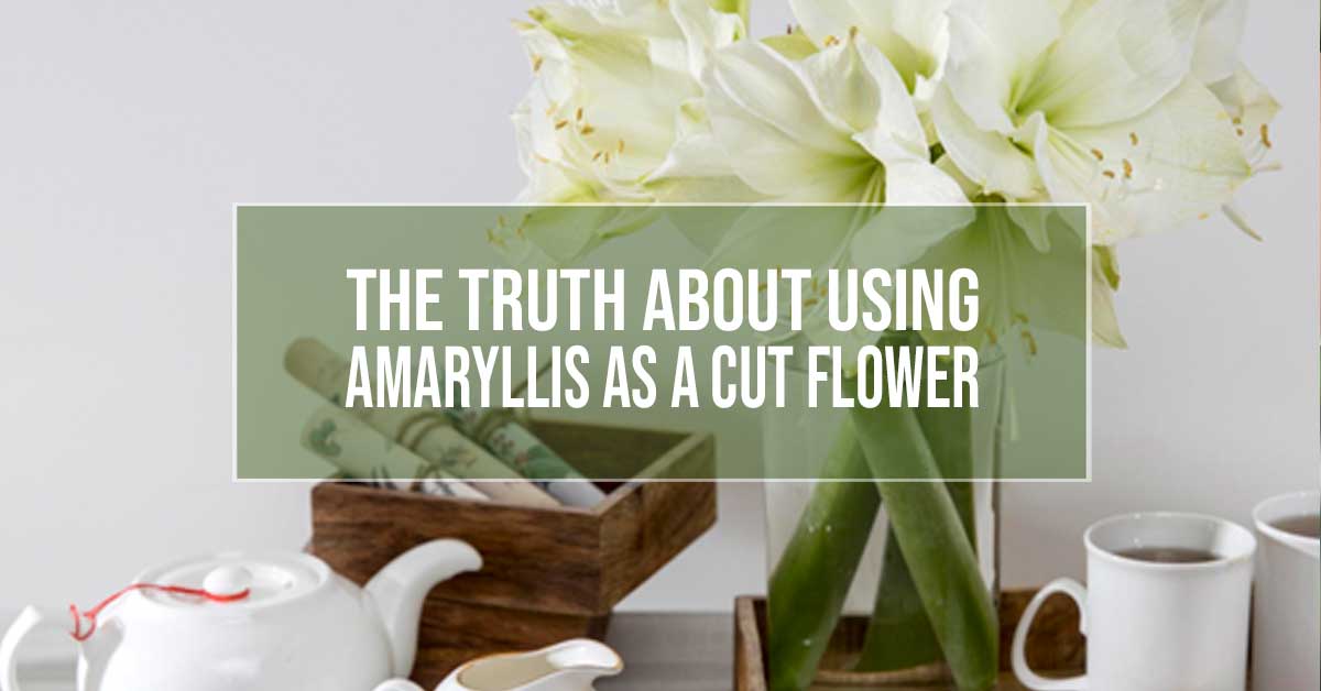 using amaryllis as a cut flower