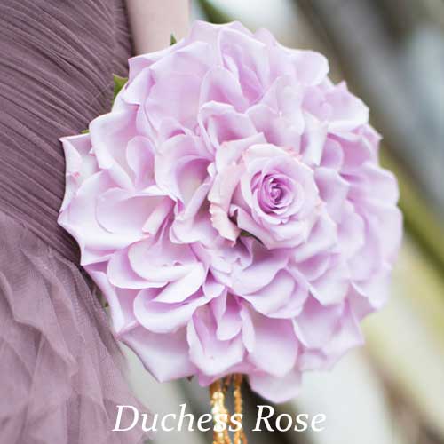 Duchess Rose