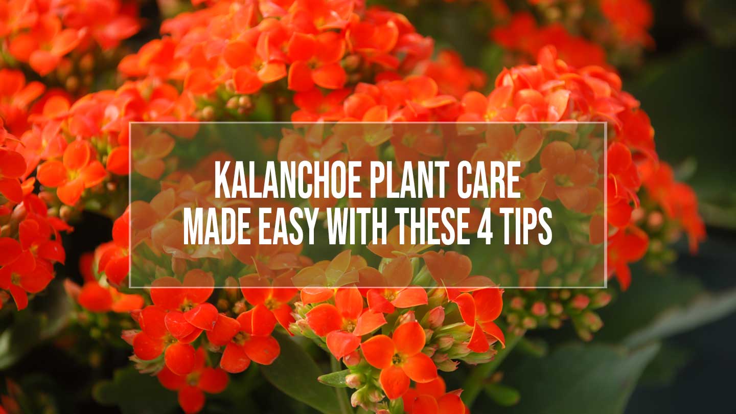 kalanchoe plant care