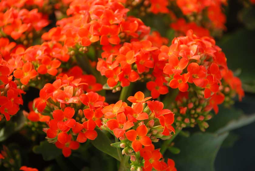 kalanchoe plant care