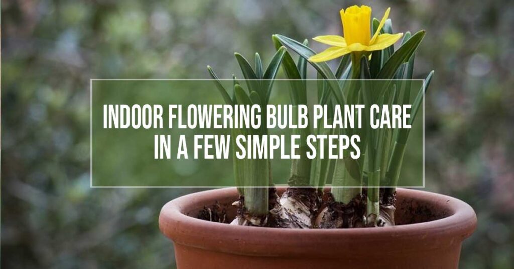 indoor bulb plant care