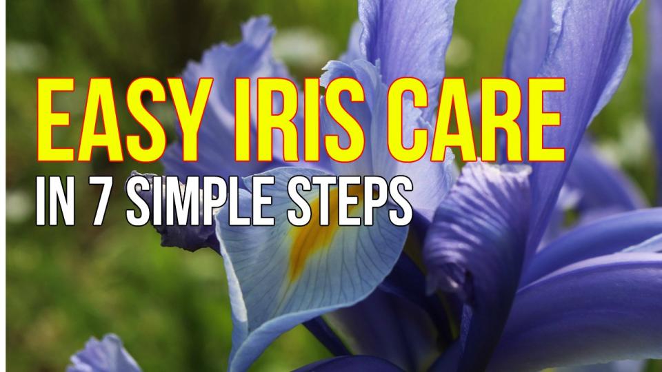 iris care