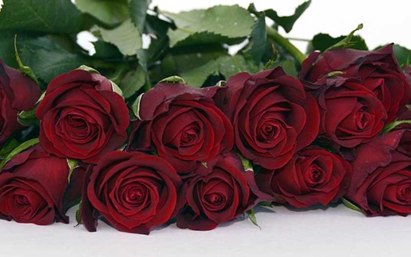 valentines day red roses