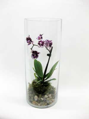 orchid terarium