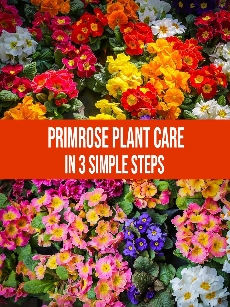 primrose plant care