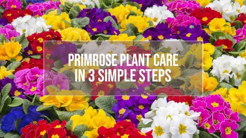 primrose plant care