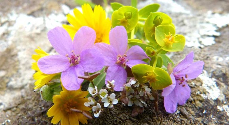 corsages for prom