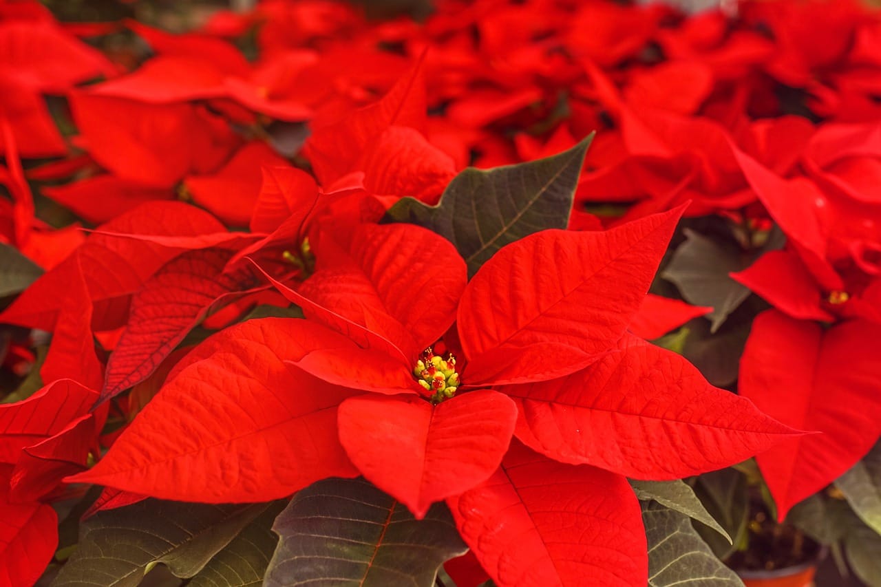 christmas star poinsettia