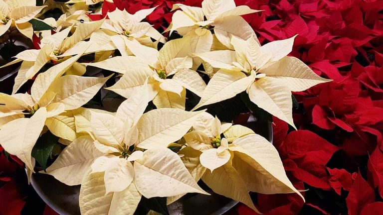 poinsettia care tips