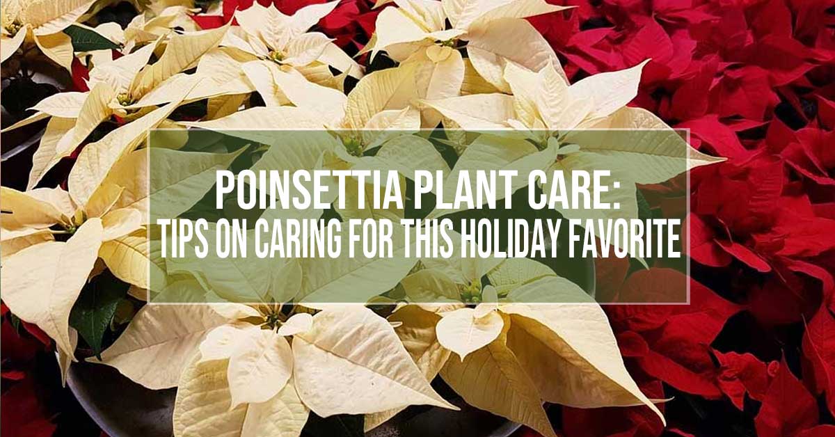 Poinsettia Care Tips – Year Round Care For This Holiday Favorite