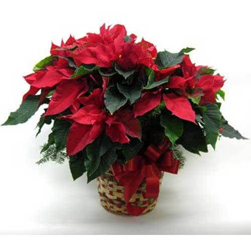 Red Poinsettia plant