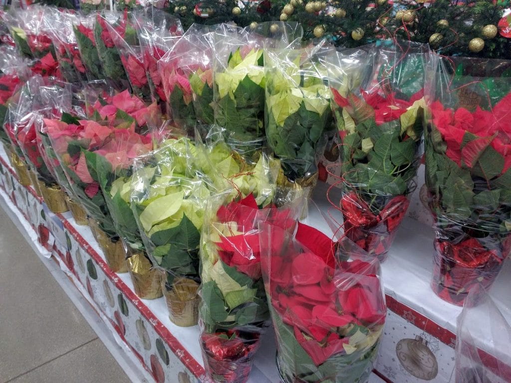 sleeved poinsettias