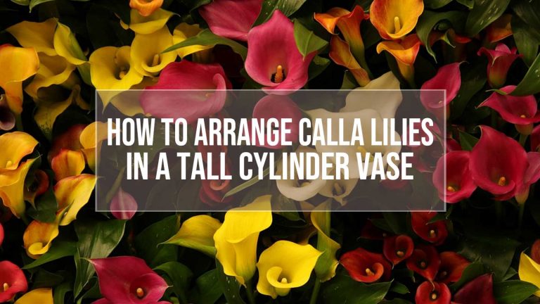 arrange calla lilies