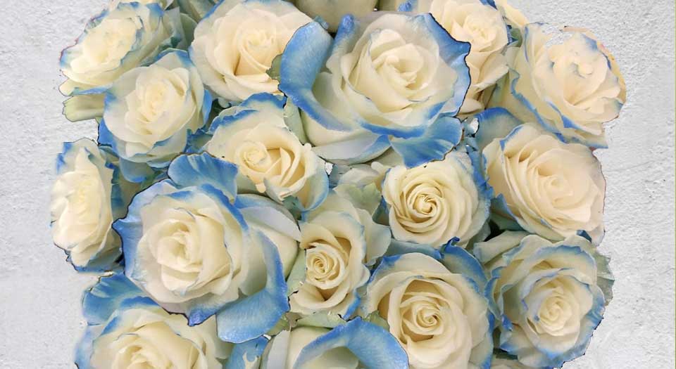 blue airbrushed roses