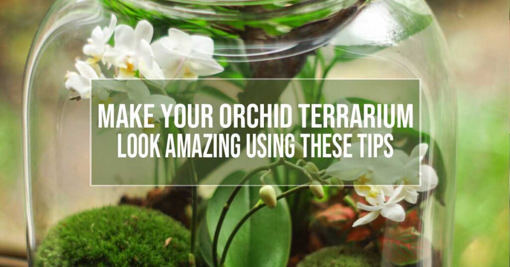 orchid terrarium
