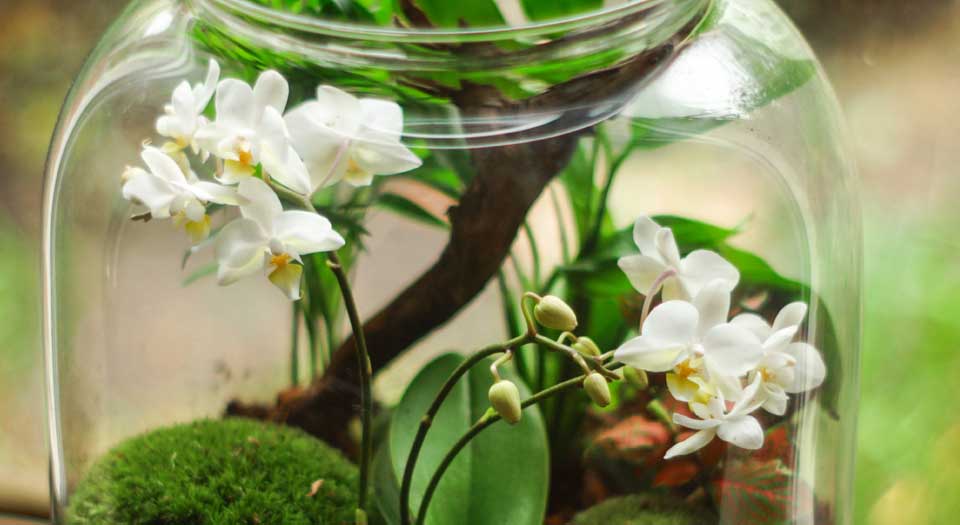 orchid terrarium tips