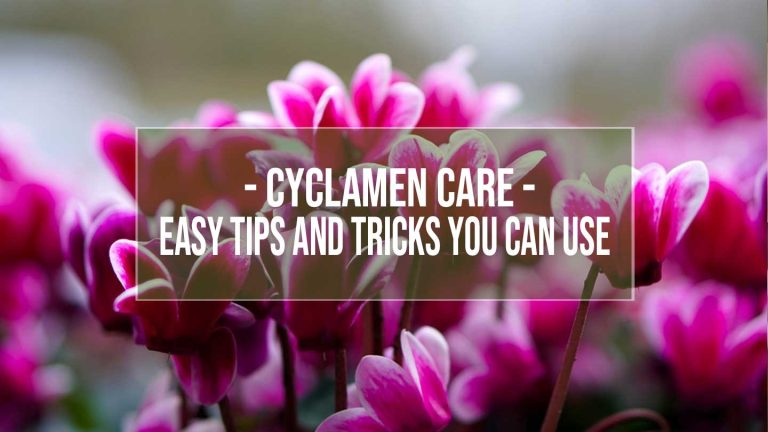 cyclamen care