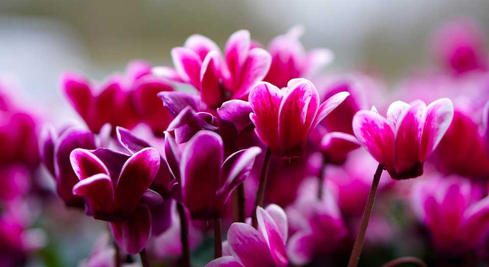 cyclamen care tips