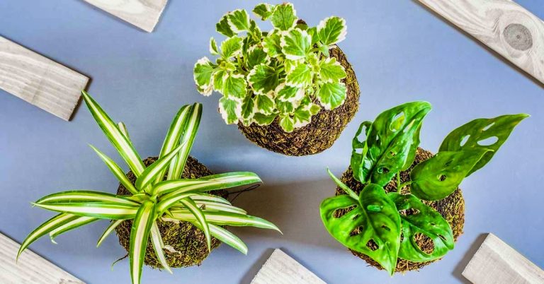 grow houseplants