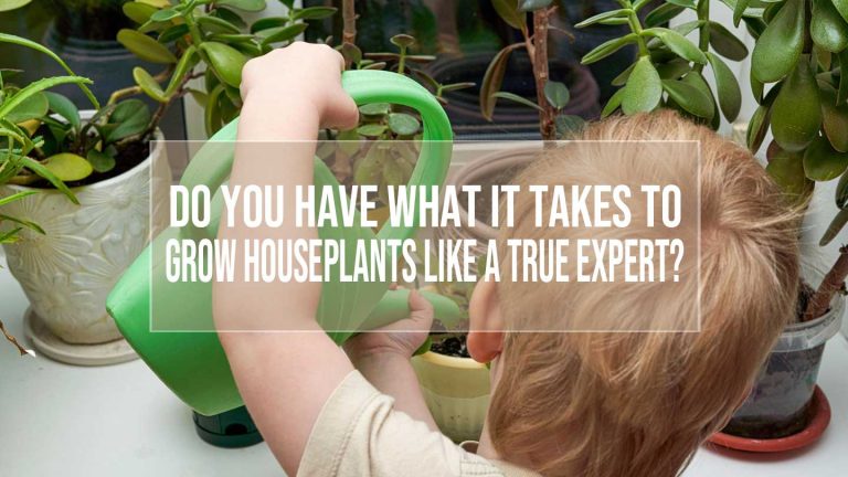 grow houseplants