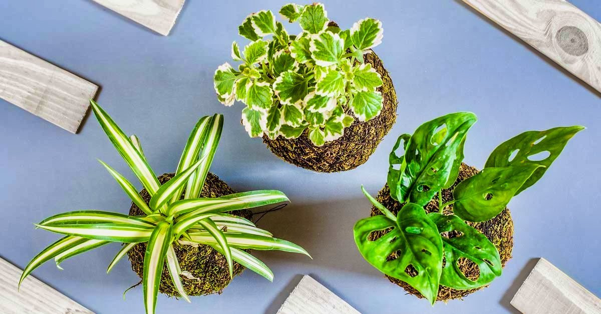 grow houseplants