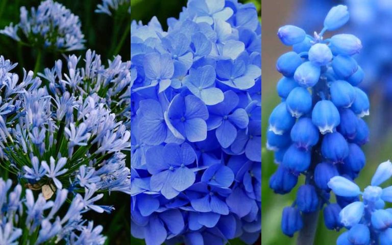 naturally blue flowers