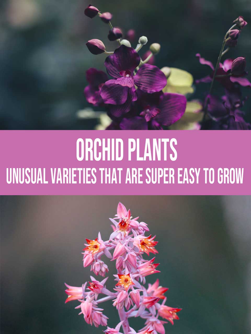orchid plants