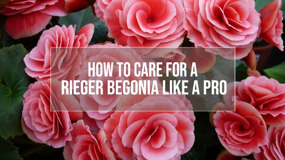 Rieger begonia plant care tips