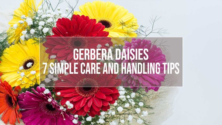 gerbera-daisies