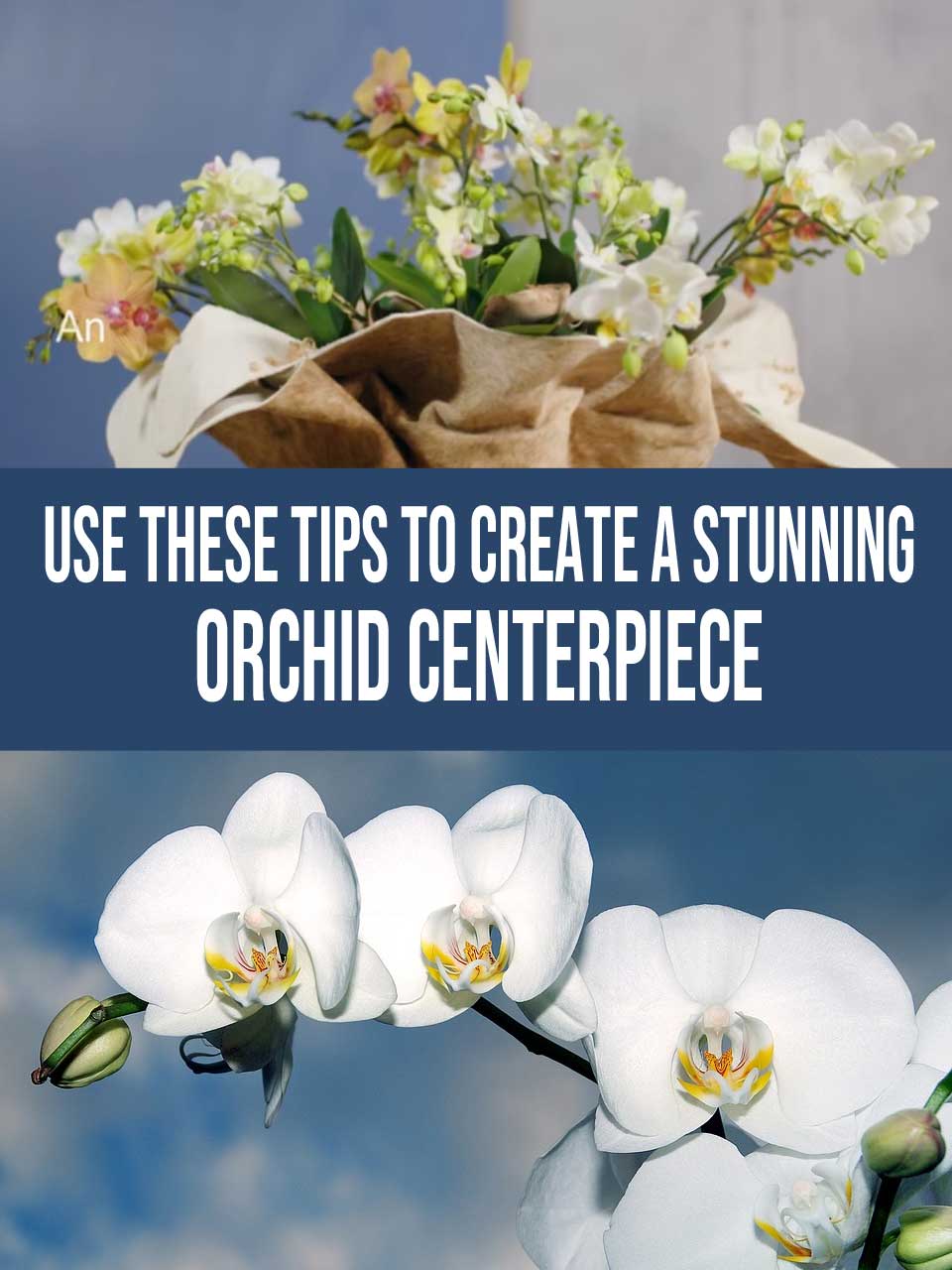 orchid centerpiece