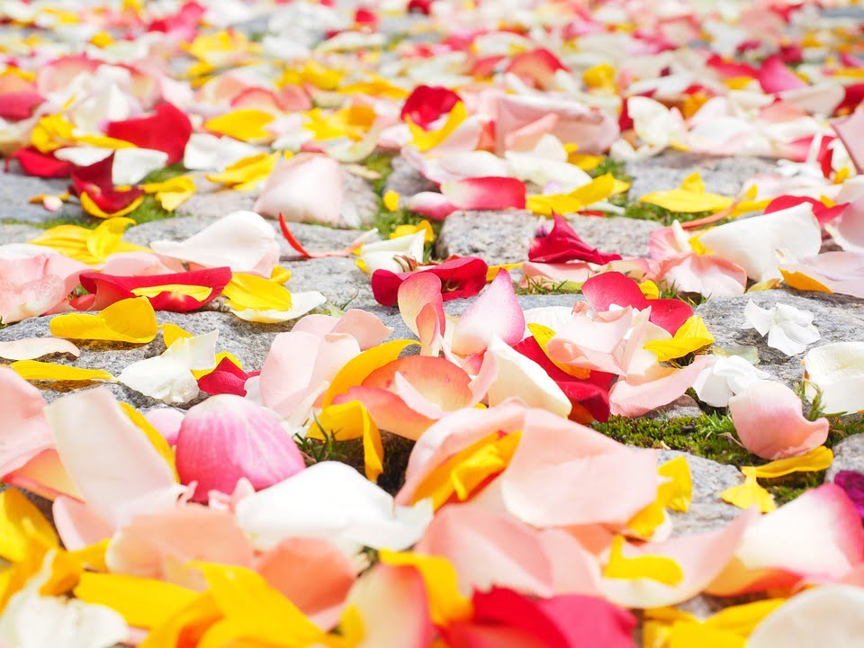 freeze dried rose petals