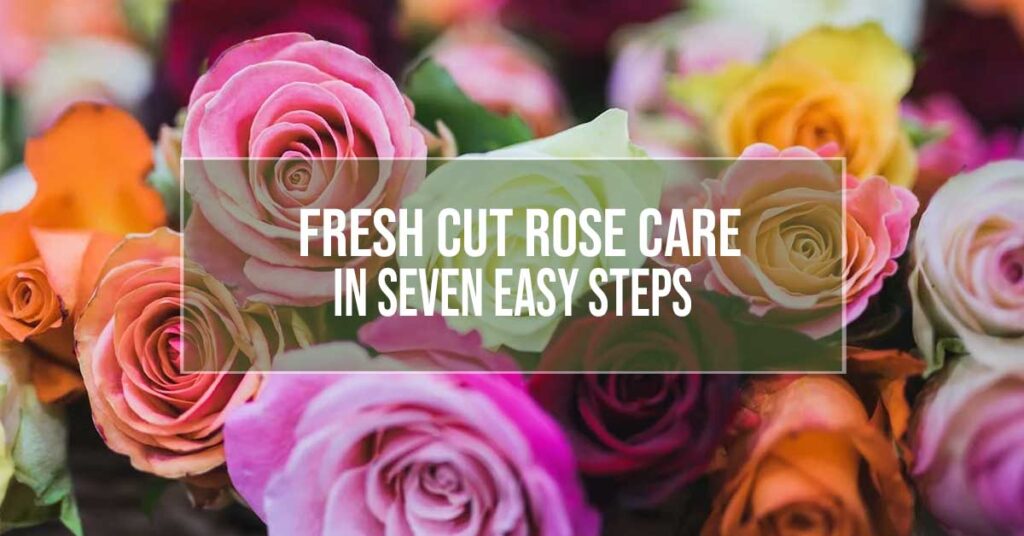 fresh cut rose care