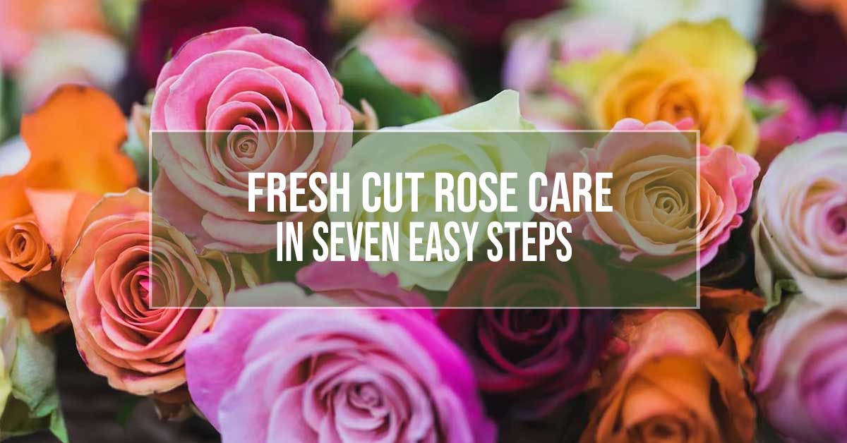 Fresh Rose Care Instructions – RoseShire