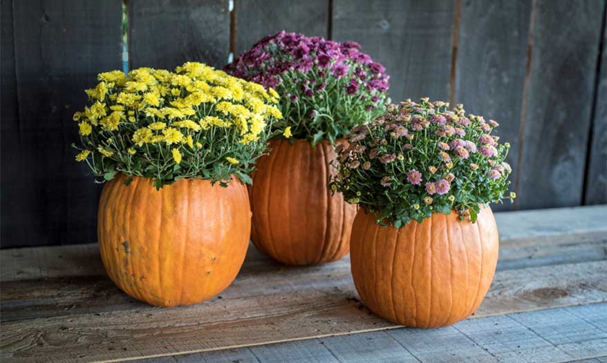 pumpkinplanter