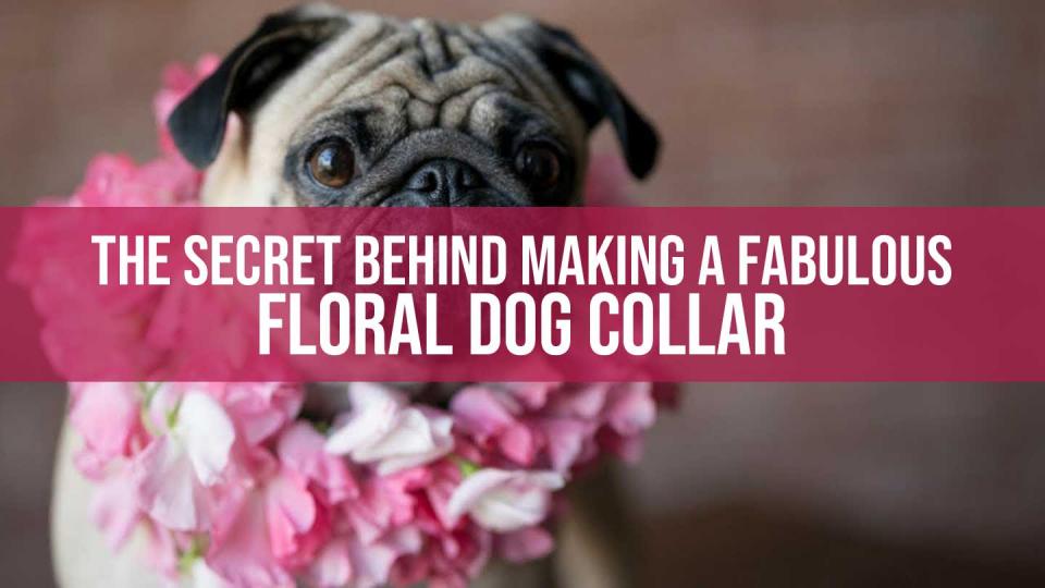 floral dog collar