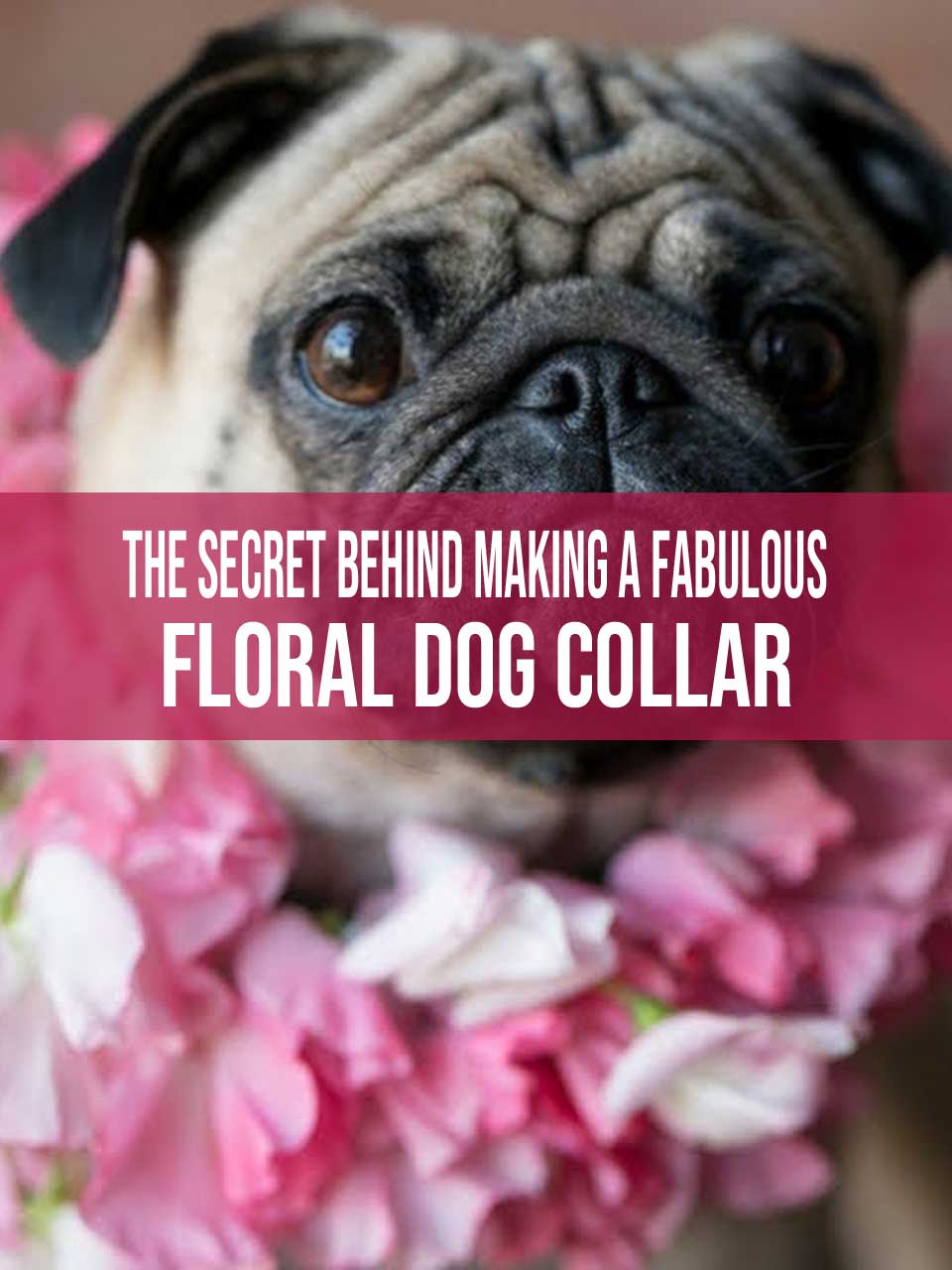 floral dog collar