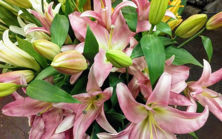 pink lilies