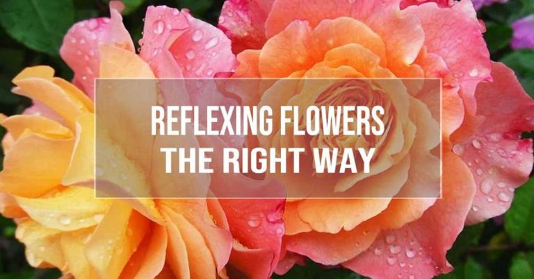 reflexing flowers