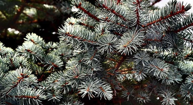 How to Make a Christmas Centerpiece with Fresh Greens