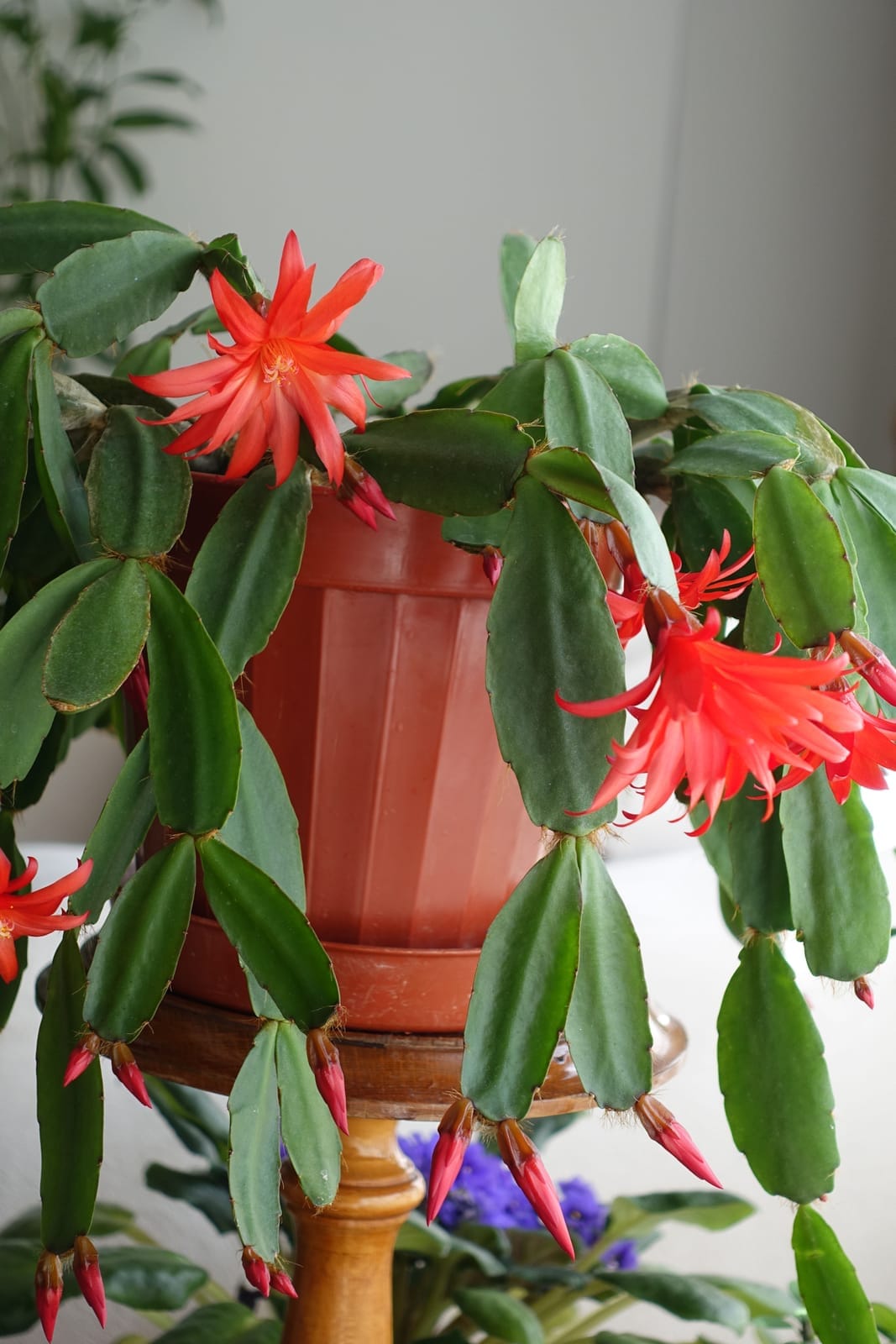 red flowered schlumbergera