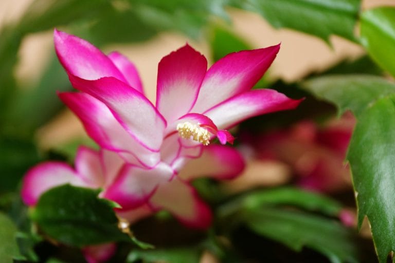 schlumbergera truncata