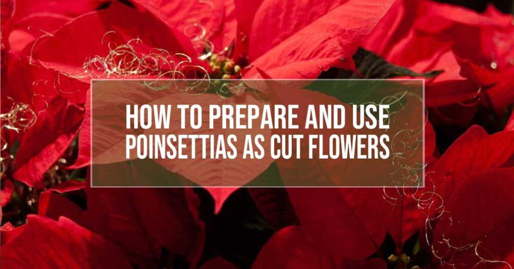 use poinsettias as cut flowers