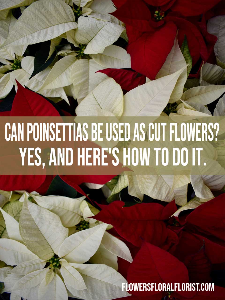 use poinsettias as cut flowers