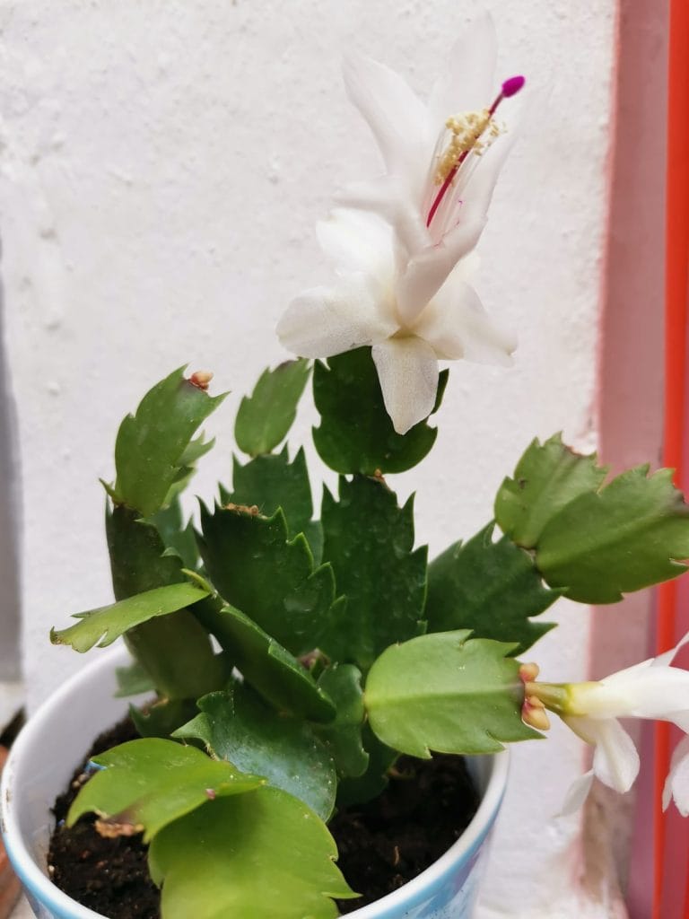 white flower of schlumbergera truncata