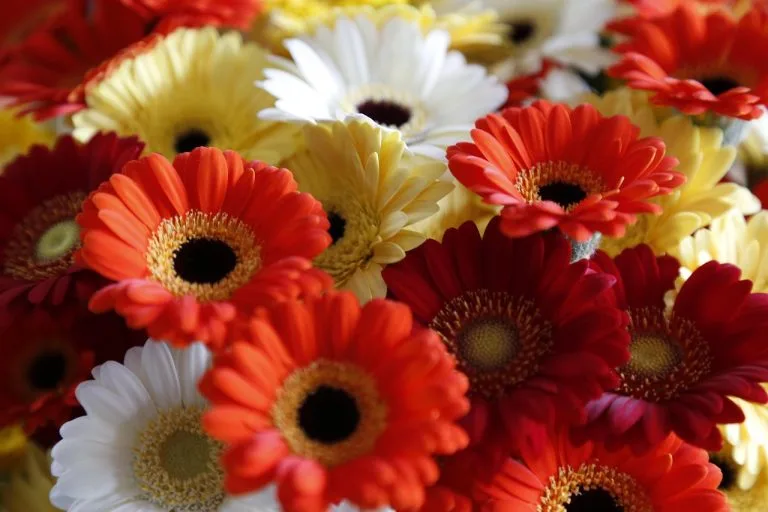 gerbera daisies