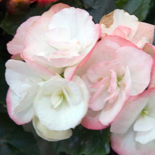 Rieger begonia "Camilla 98"