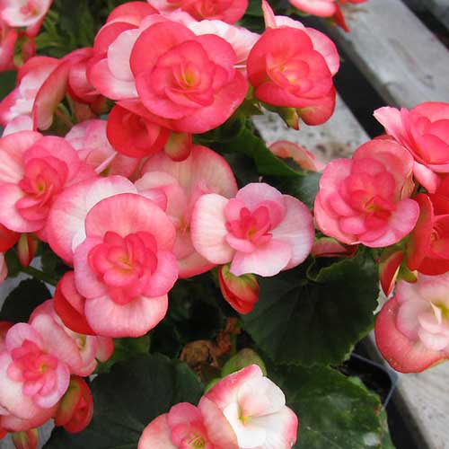 How To Care For A Rieger Begonia Like A Pro - FlowersFloralFlorist